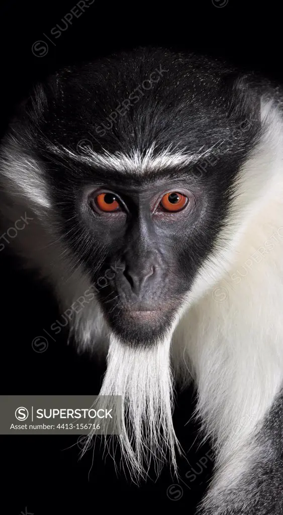 Portrait of a Diana monkey