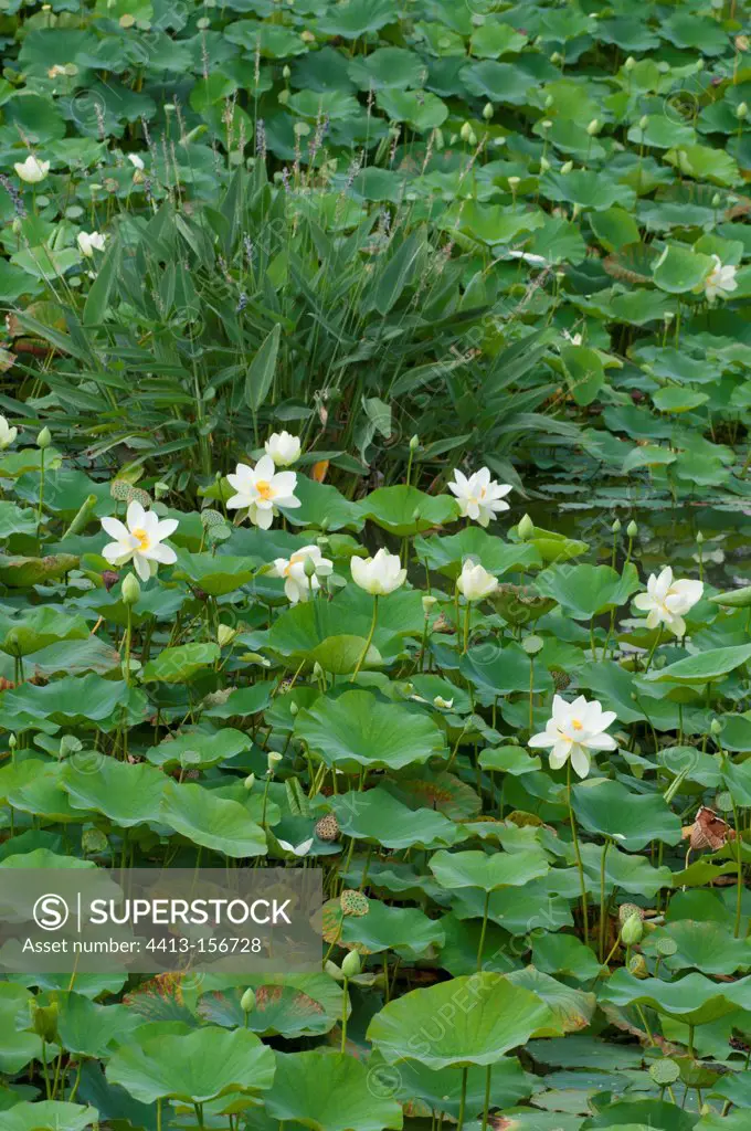 Lotus in bloom in a garden pound