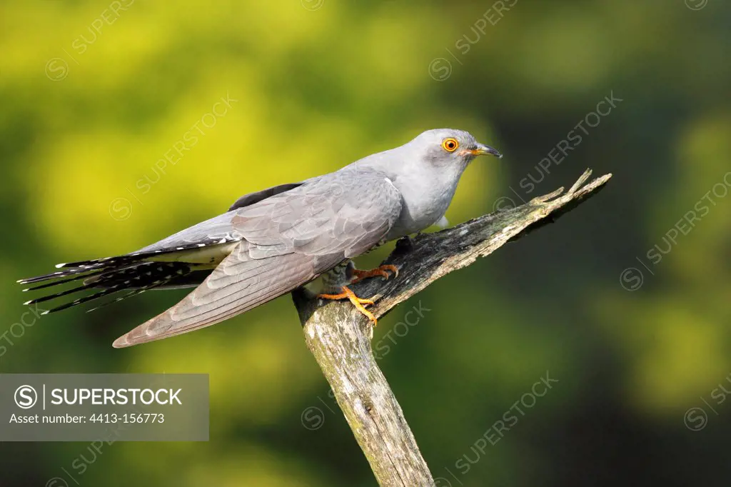 Cuckoo perched on a dead branch at spring GB