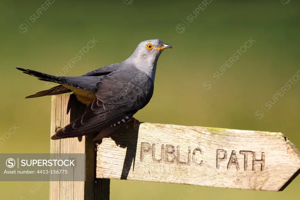 Cuckoo perched on a public footpath sign at spring GB
