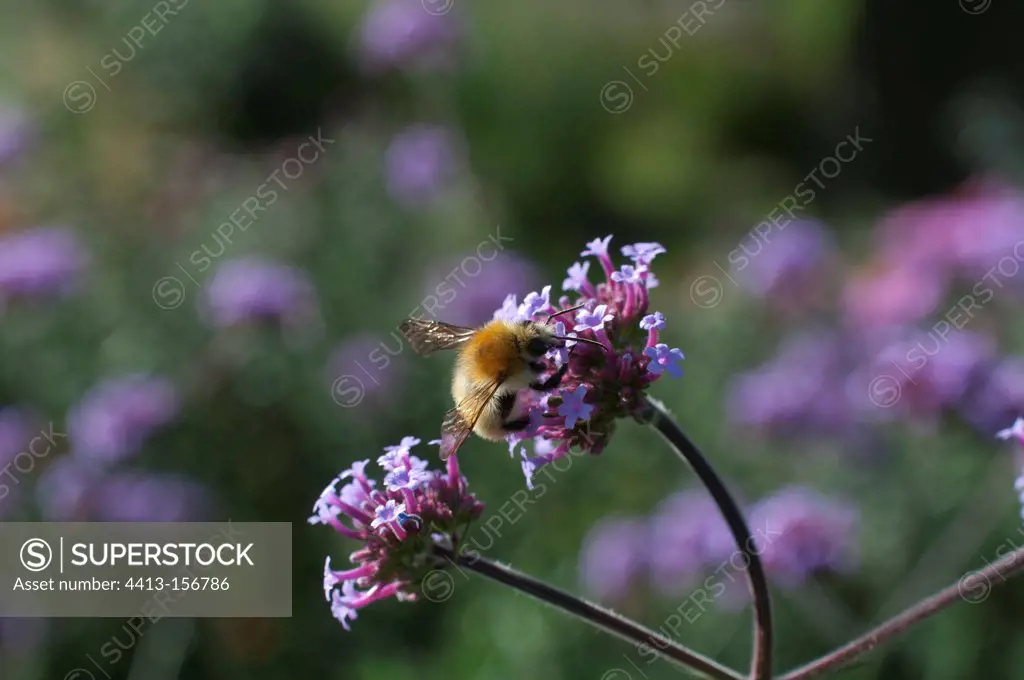 Bumblebee gathering nectar of a flower in a garden