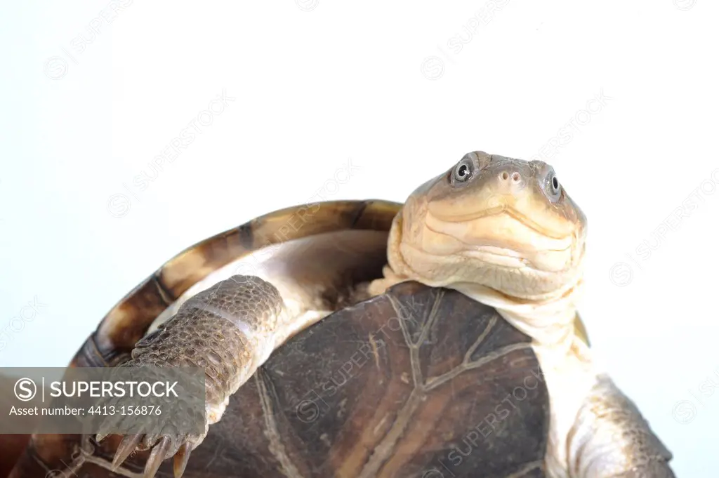 Portrait of a Helmeted turtle