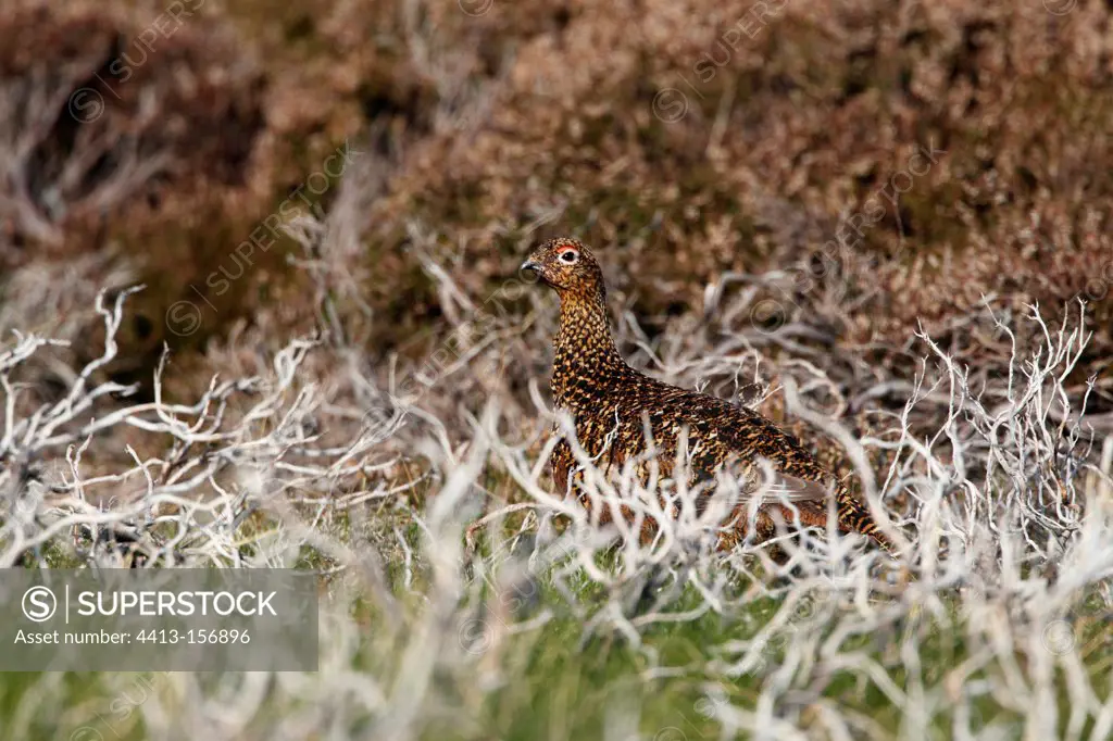 Female Red grouse standing amongst heather spring Scotland
