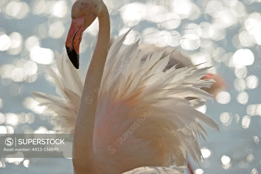 American Flamingo in the Camargue in the spring France