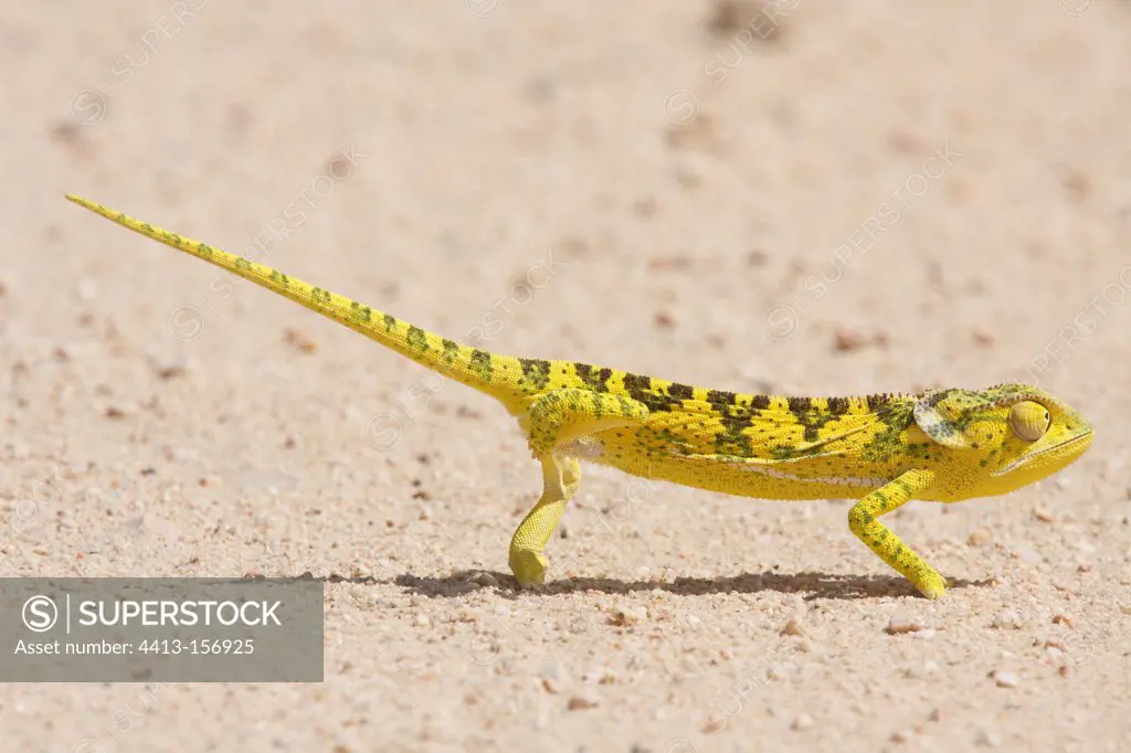 Flap-necked chameleon walking Kruger NP in RSA
