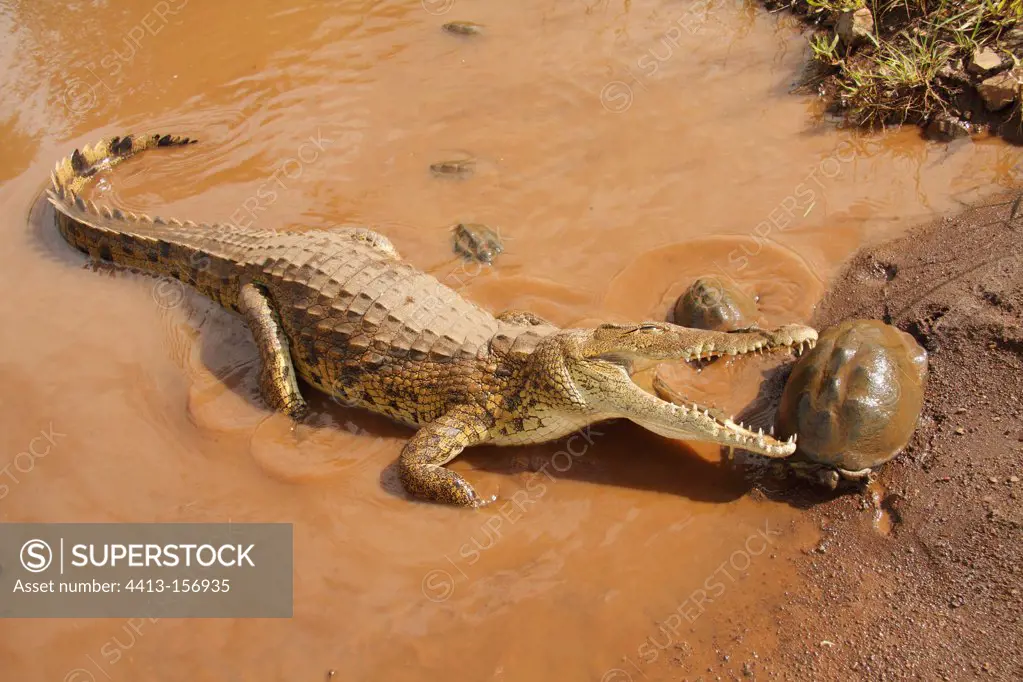 Nile Crocodile trying to catch an African helmeted turtle