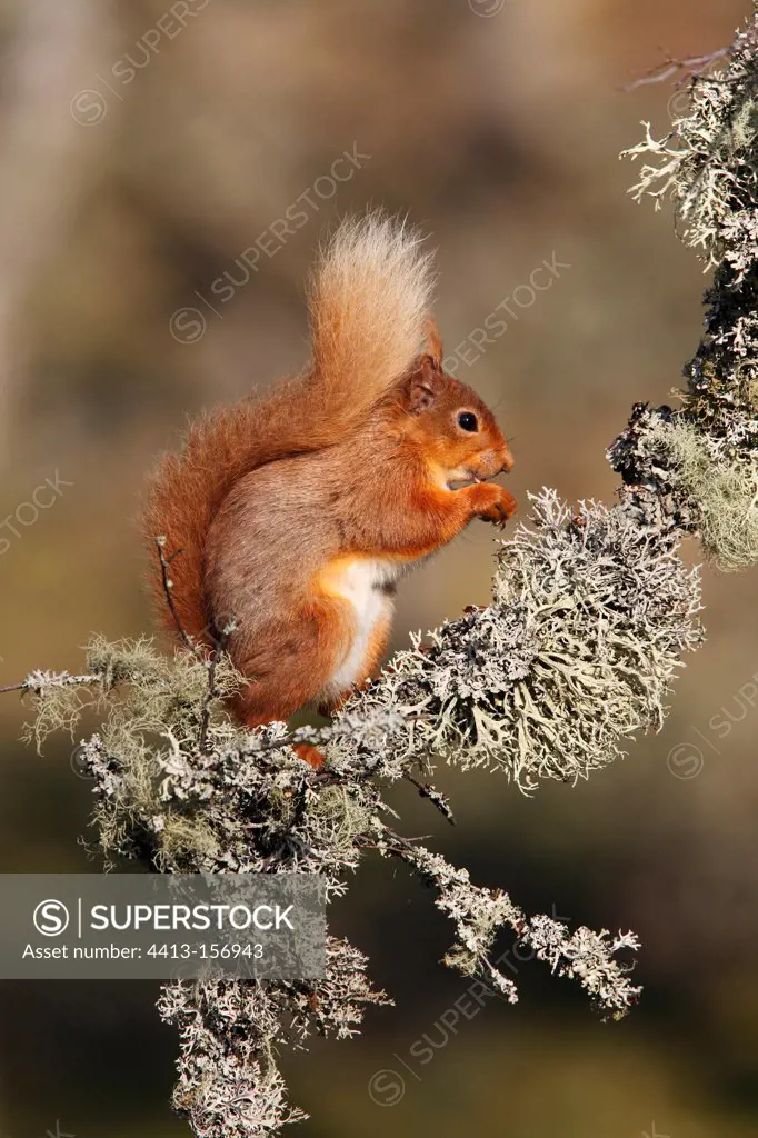 Red squirrel feeding on a dead branch at spring Scotland