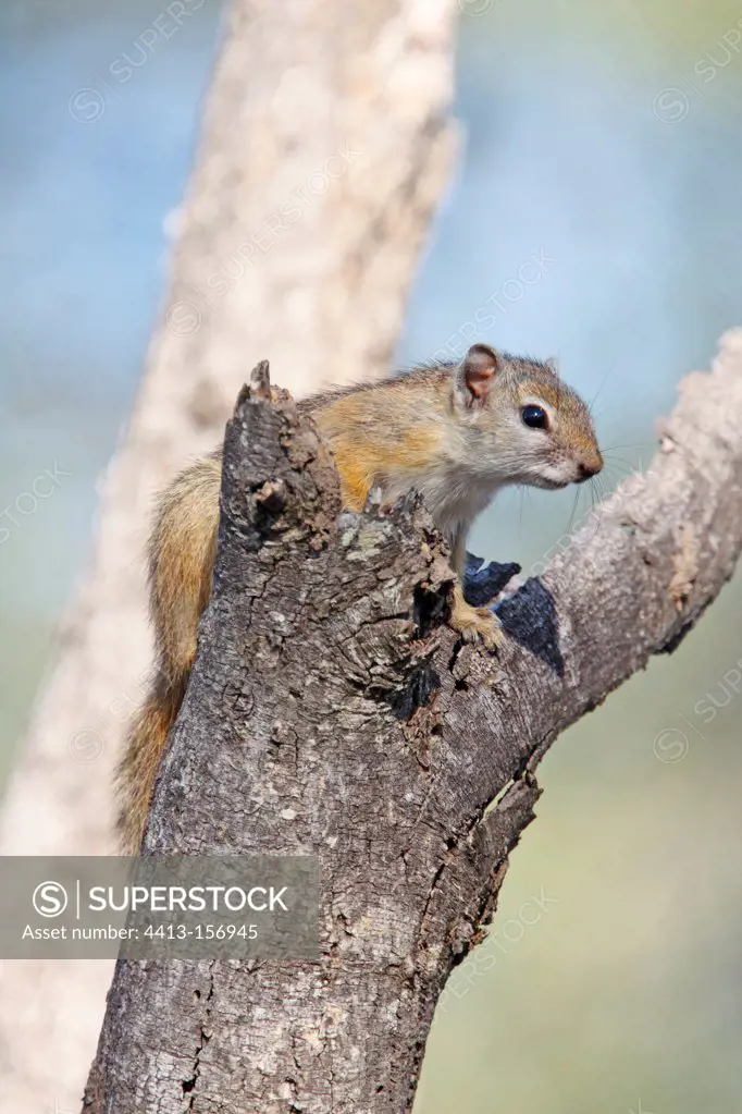 Smith's Bush Squirrel in the Kruger NP in RSA
