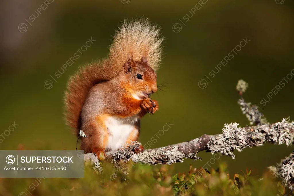 Red squirrel feeding on a dead branch at spring Scotland