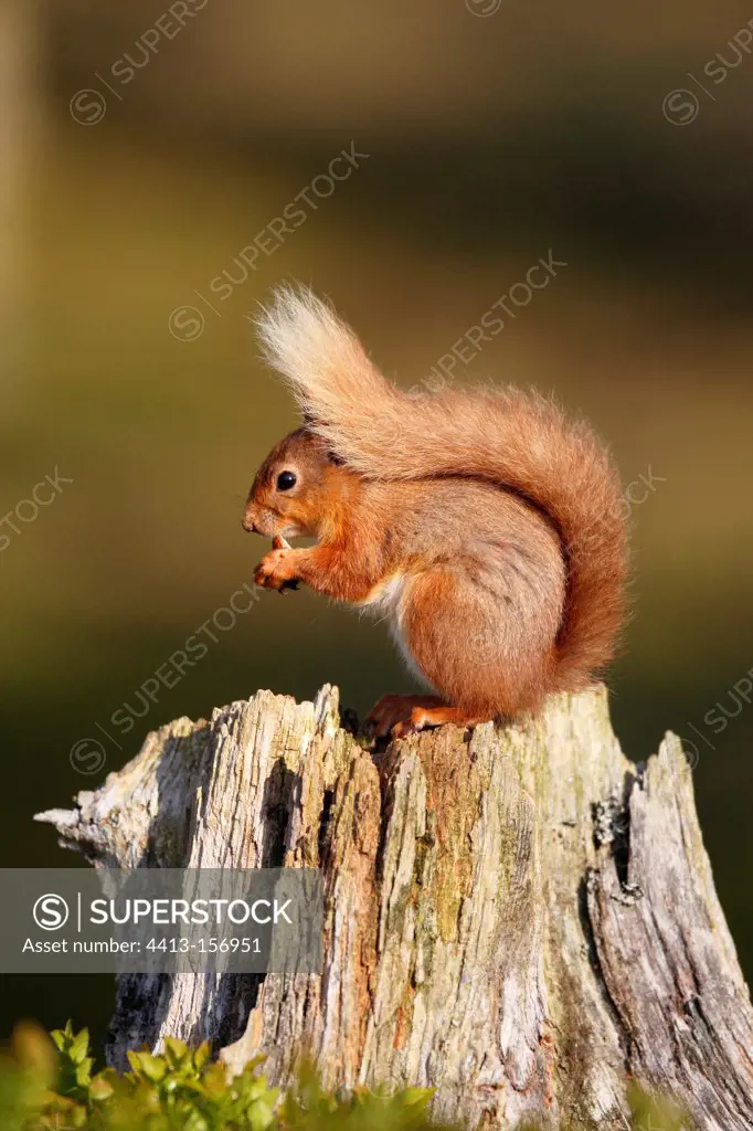 Red squirrel feeding on an old stump Scotland