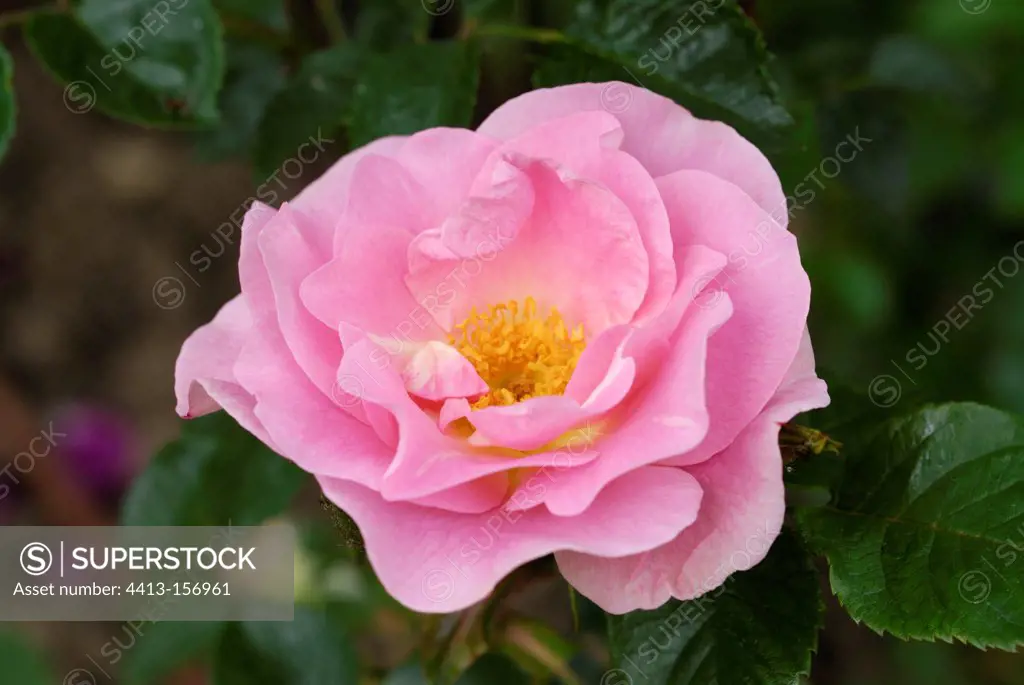 Rose-tree 'Pink Robusta' in bloom in garden