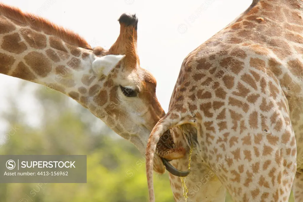 Male giraffe testing the receptivity of a female PN Kruger