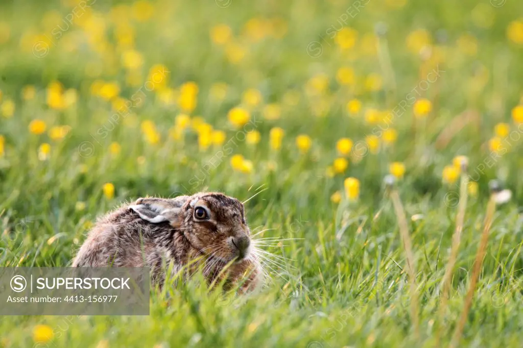 Brown hare laying amongst buttercup flowers spring England