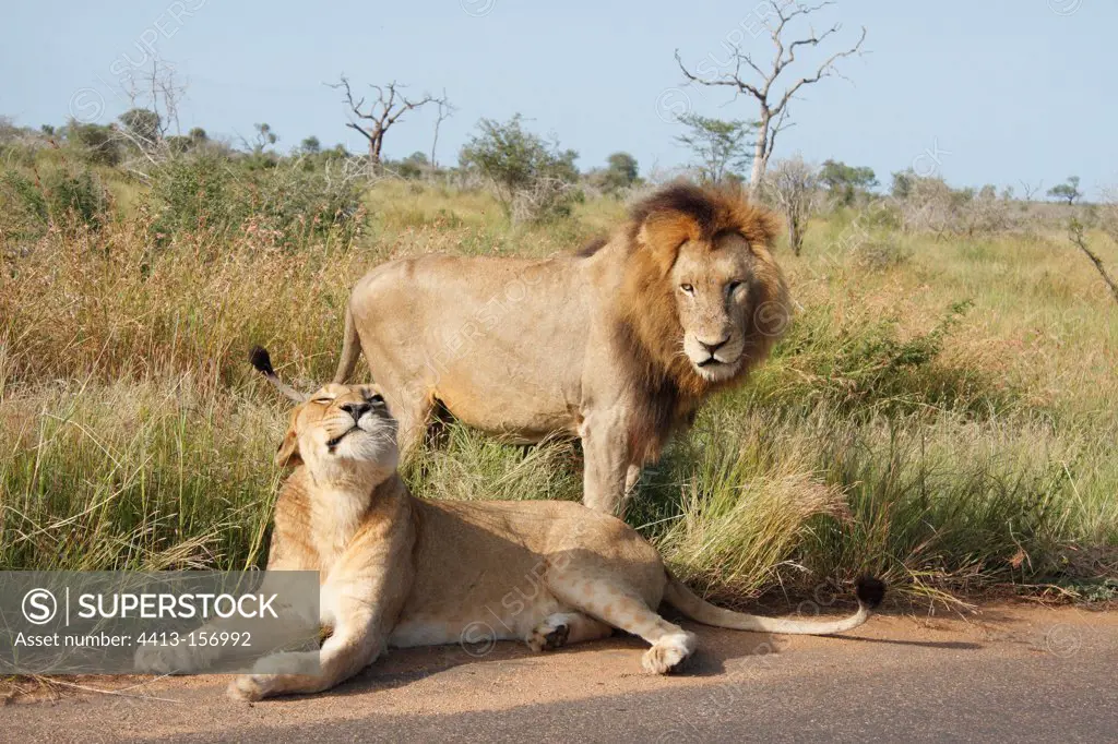 Couple of Lions in the Kruger NP in RSA