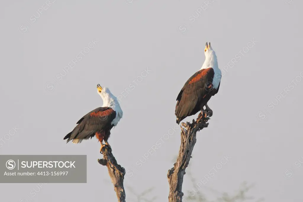 Couple of African fish eagles singing Kruger NP in RSA