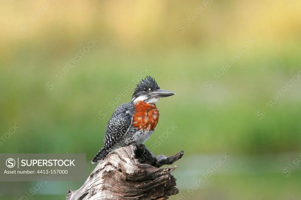 Giant Kingfisher in the Kruger NP in RSA