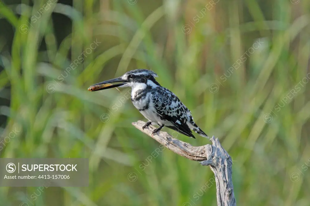 Pied Kingfisher on a branch in the Kruger NP in RSA
