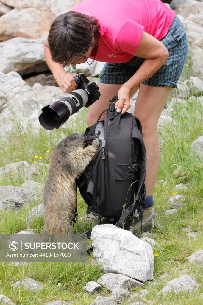 Marmot exploring a bag photographer PN des Ecrins France