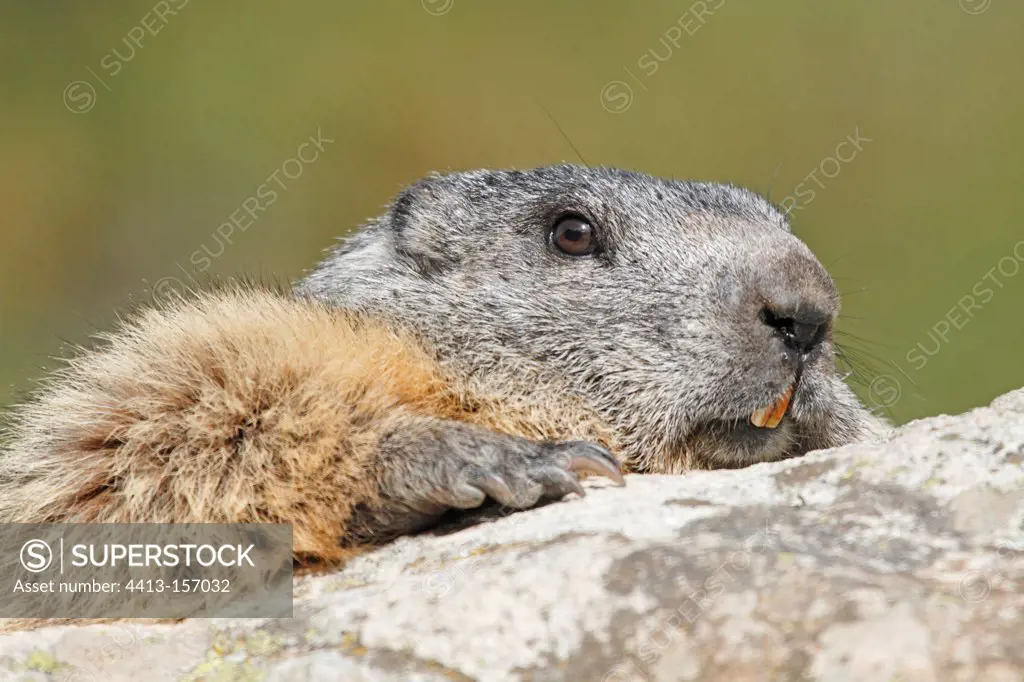Portrait of an Alpine Marmot in the Ecrins NP France