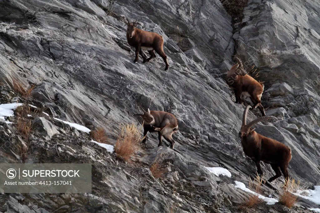 Alpine ibex wintering area in the Maurienne in France