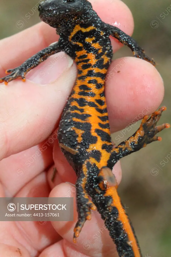 Underside of a female Northern Crested Newt Isere France