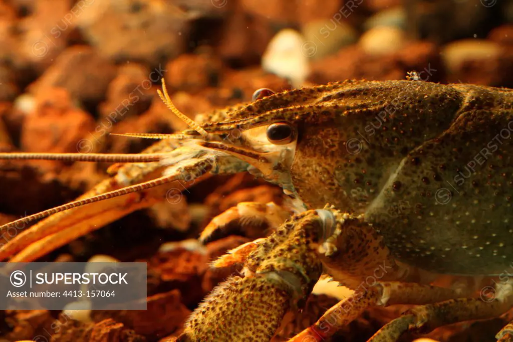 Portrait of a Slender-clawed Crayfish