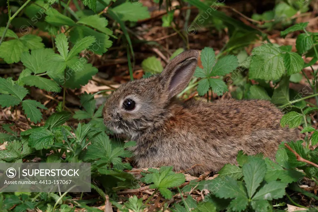 Young European Rabbit in the Isère France