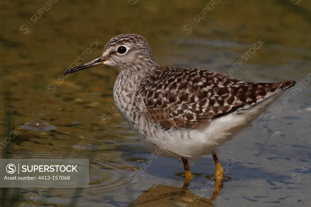 Wood Sandpiper in migration in the Isere France