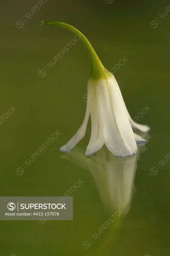 Flower of Angled onion on the ice Finistère France