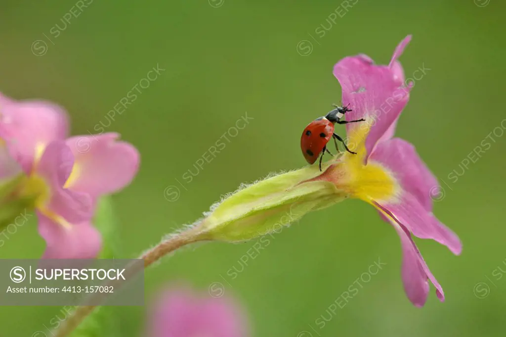 Sevenspotted Ladybeetle walking on a Primrose flower