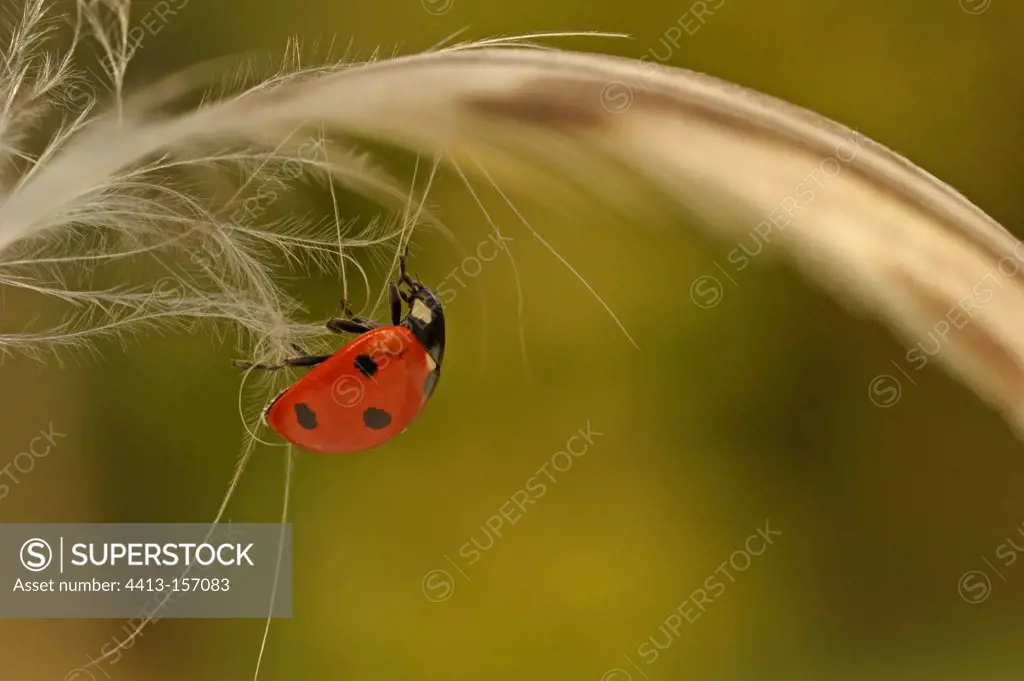 Sevenspotted Ladybeetle walking on a Mallard duck feather