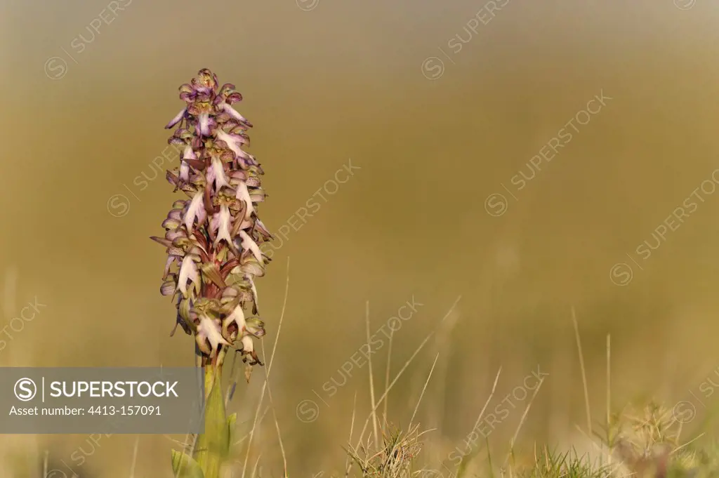 Giant Orchid in the scrubland Languedoc-Roussillon