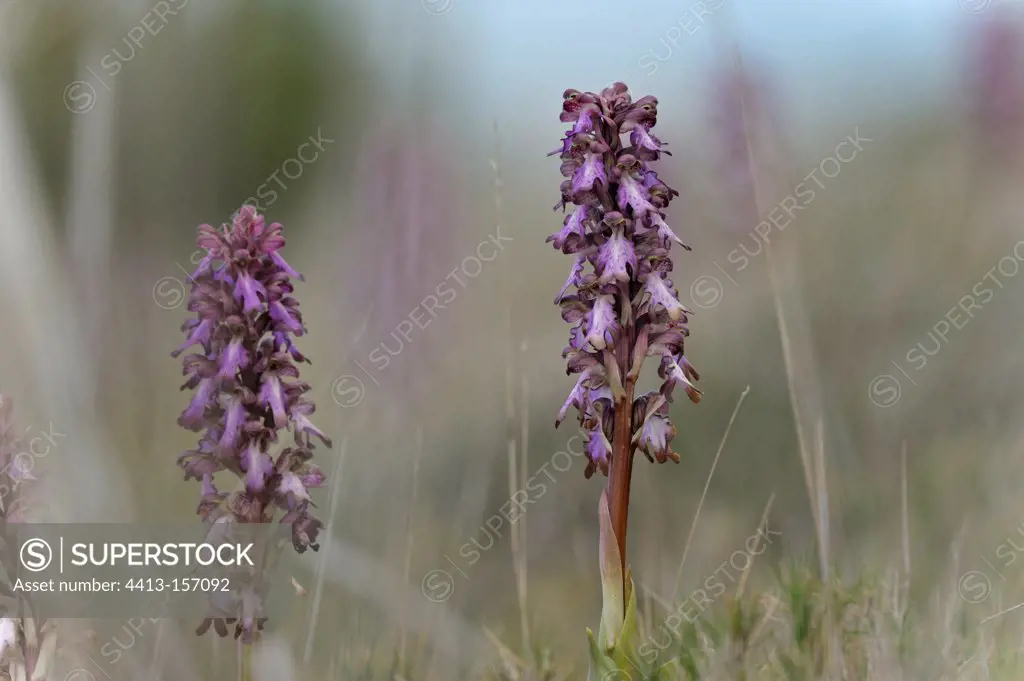 Giant Orchids in the scrubland Languedoc-Roussillon