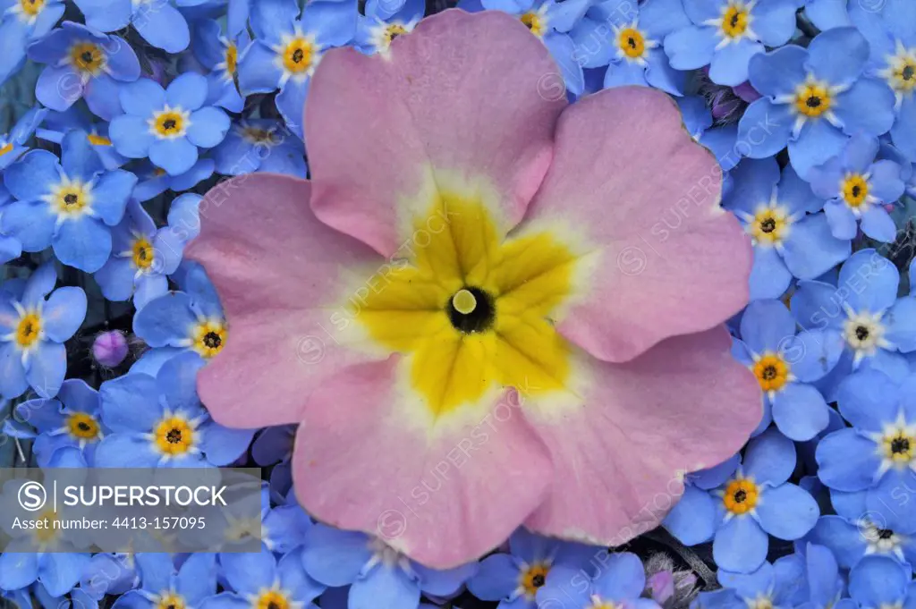 Flower in the middle of Primrose flowers Myosotis