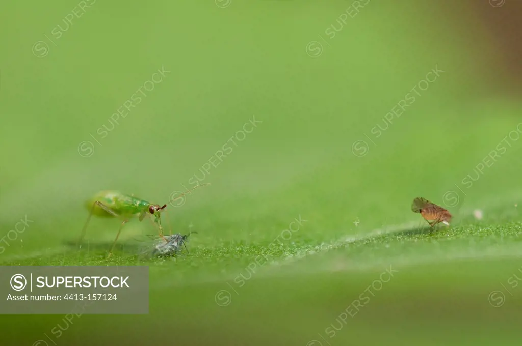 Aphids on a Geranium hunted by Bugs