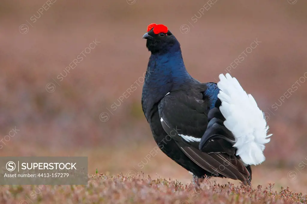Male Black grouse displaying on the lek at spring Scotland