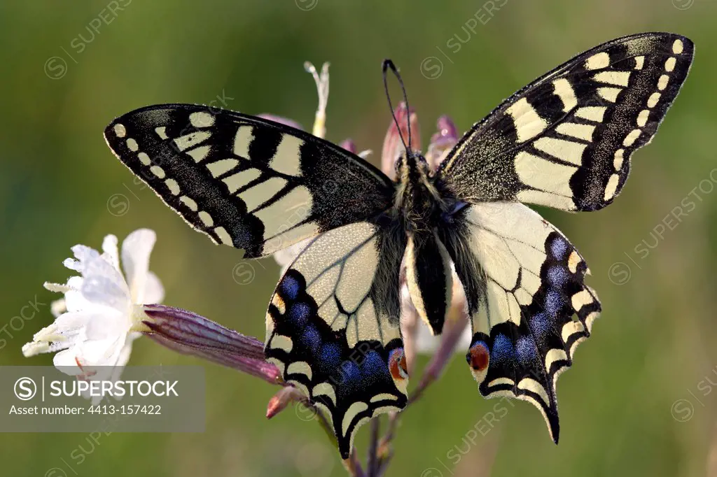 Swallowtail on a flower in the spring in Provence France