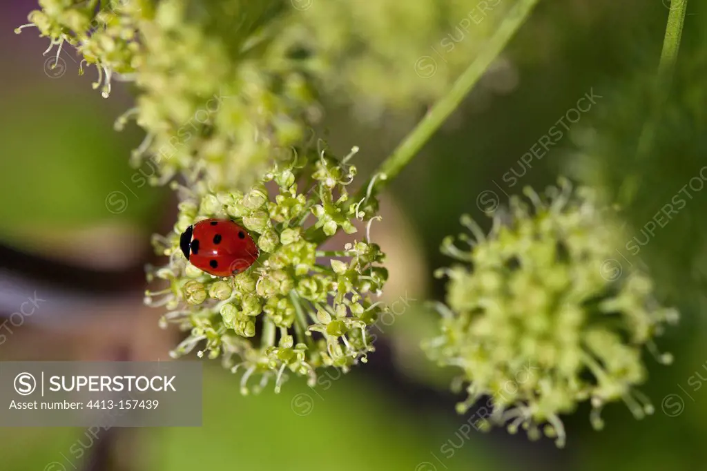 Sevenspotted Lady beetle on a flower of Angelica in Provence