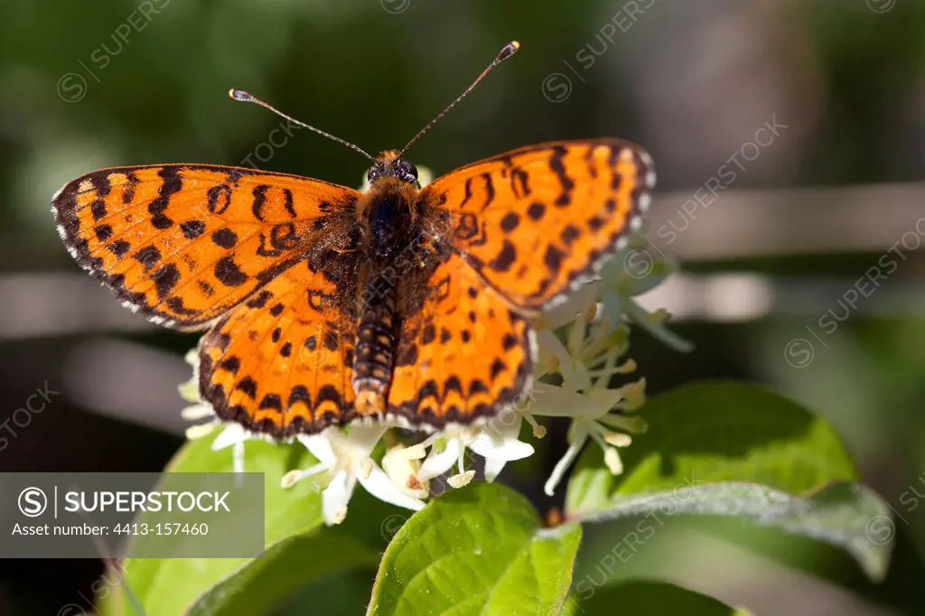 Spotted Fritillary at Mormoiron in Provence France