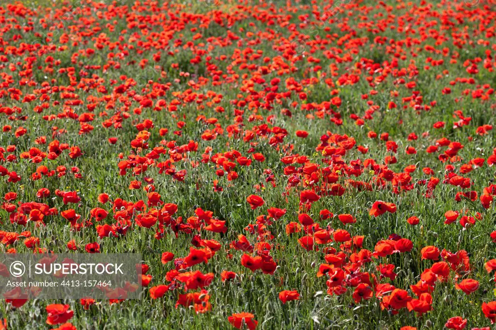 Poppies blossom in spring in Provence