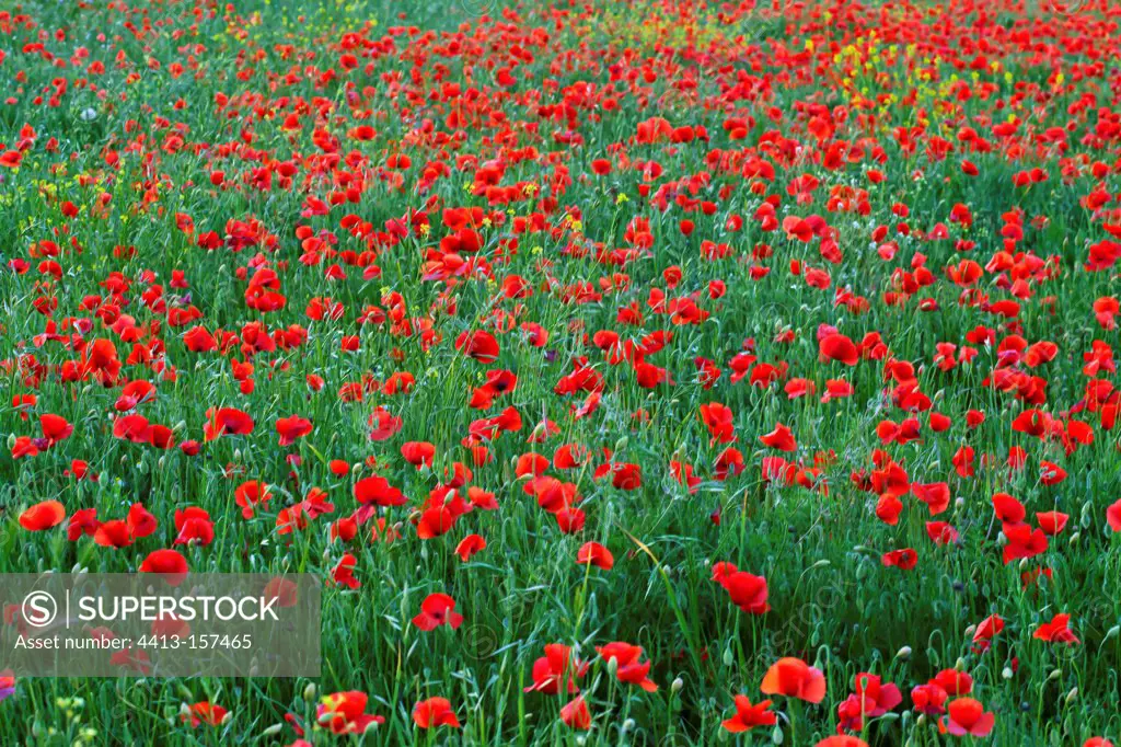 Poppies blossom in spring in Provence