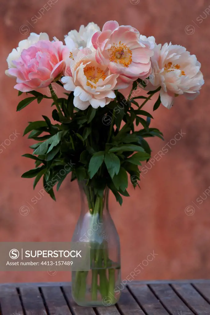 Bouquet of Pink Peonies Provence France