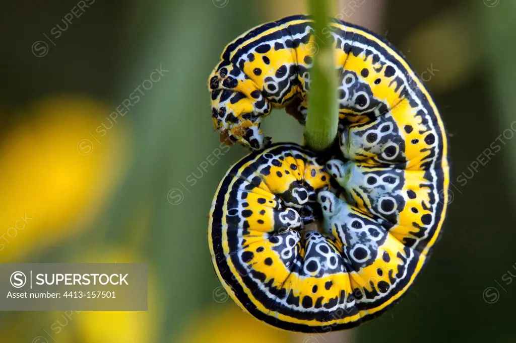 Apopestes caterpillar on a stem France