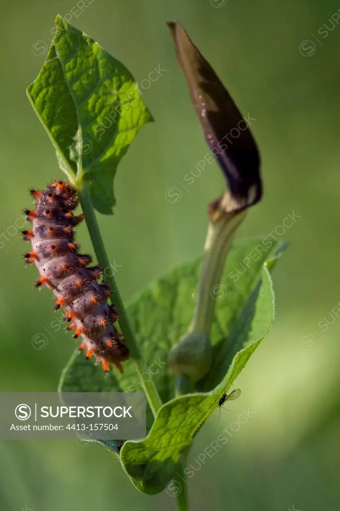 Diane caterpillar on a leaf Aristolochia France