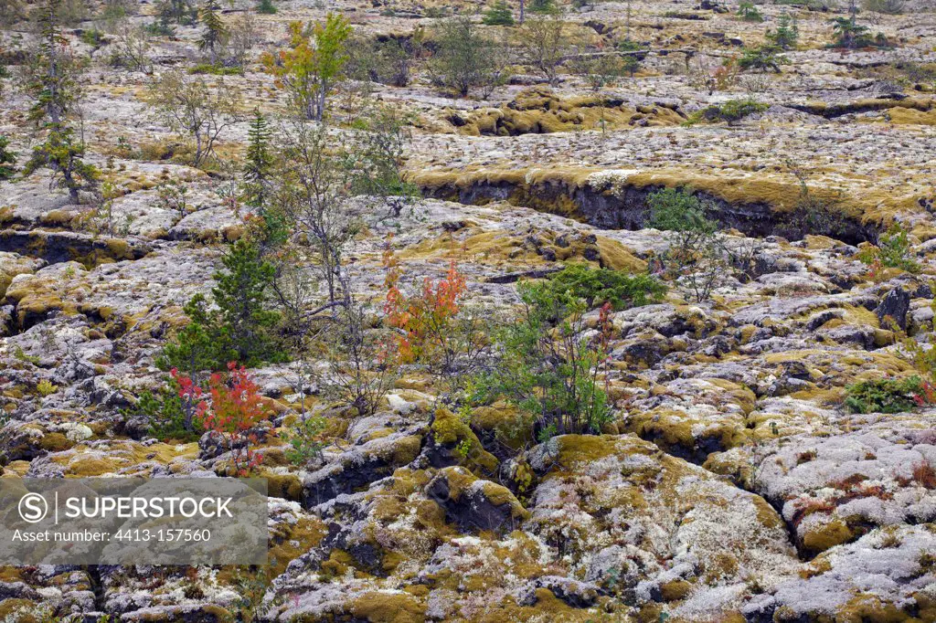 Old lava field colonized by shrubs Canada