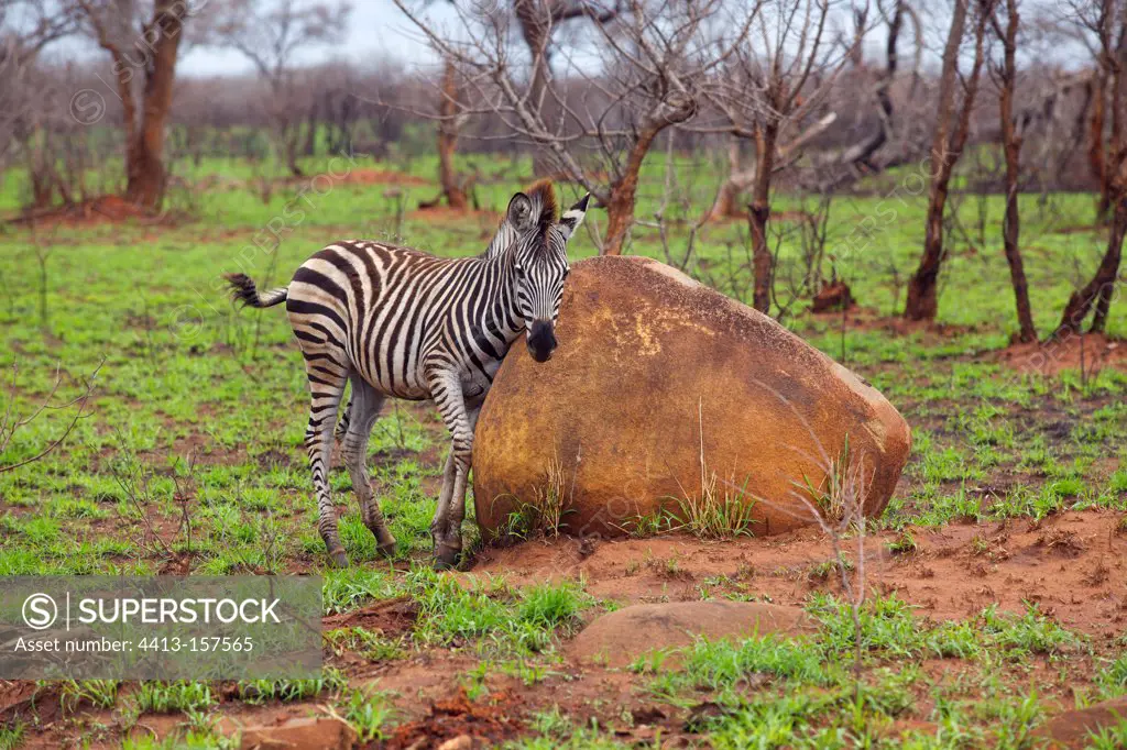 Young Zebra plain scratching against a rock RSA