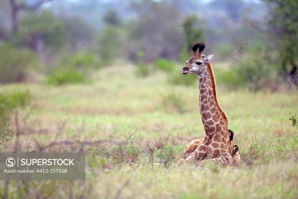 Young Giraffe lying in the savanna of Kruger NP in RSA