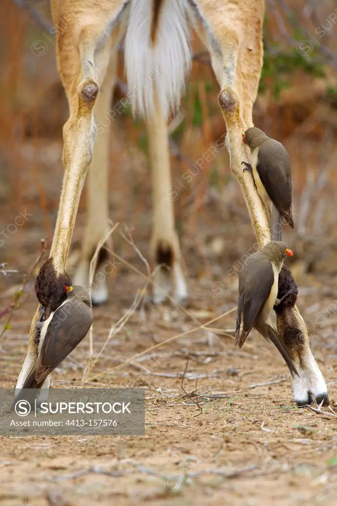 Legs of an Impala covered with Red-billed Oxpecker RSA