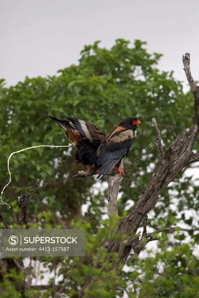 Couple of Bateleurs in the Kruger NP in RSA