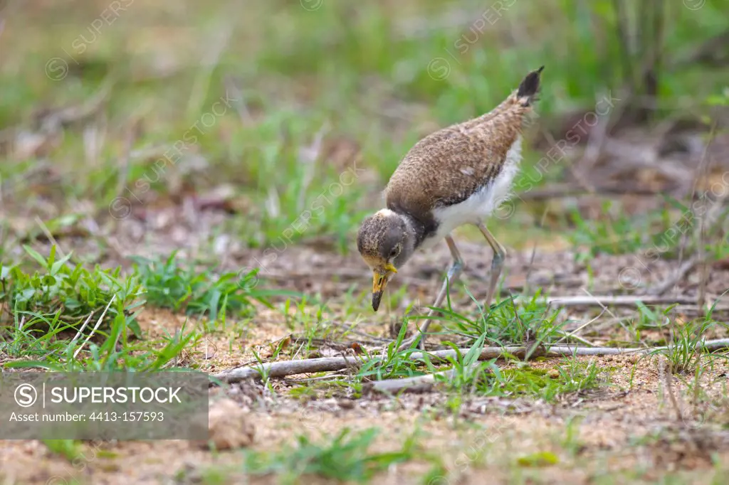 Young White-headed Lapwing in the Kruger NP in RSA